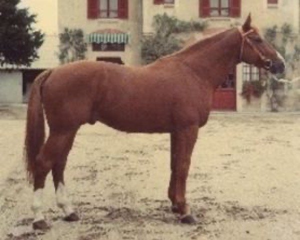 stallion Prince du Camp (Selle Français, 1981, from Emir du Mesnil)