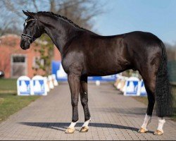 dressage horse For de niro (Oldenburg, 2016, from For Romance I)