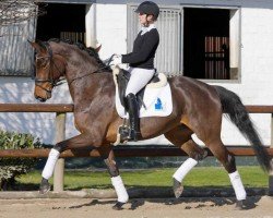 dressage horse Vitalisa (Oldenburg, 2017, from Vitalis)