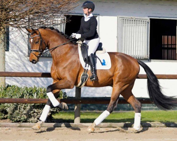 dressage horse Vaiano 2 (Westphalian, 2017, from Veneno)