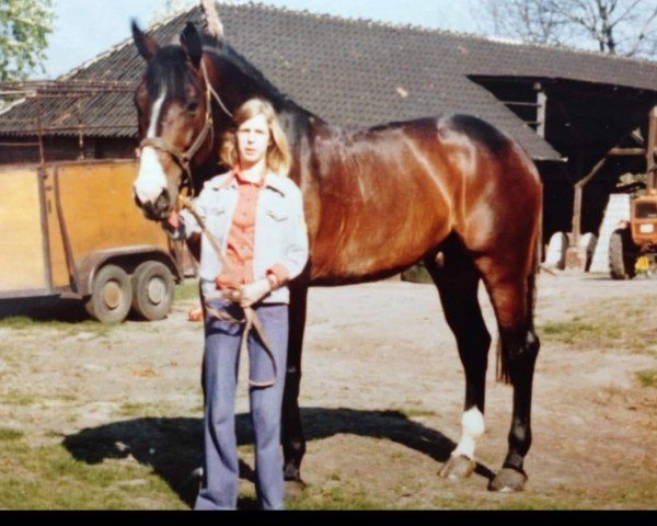 stallion Ramiro Z (Holsteiner, 1965, from Raimond)