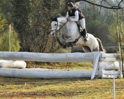 horse Bolero Menjoulet (Selle Français, 2011, from Indoctro)