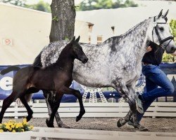 jumper Conthinero (Oldenburg show jumper, 2023, from Conthalou)