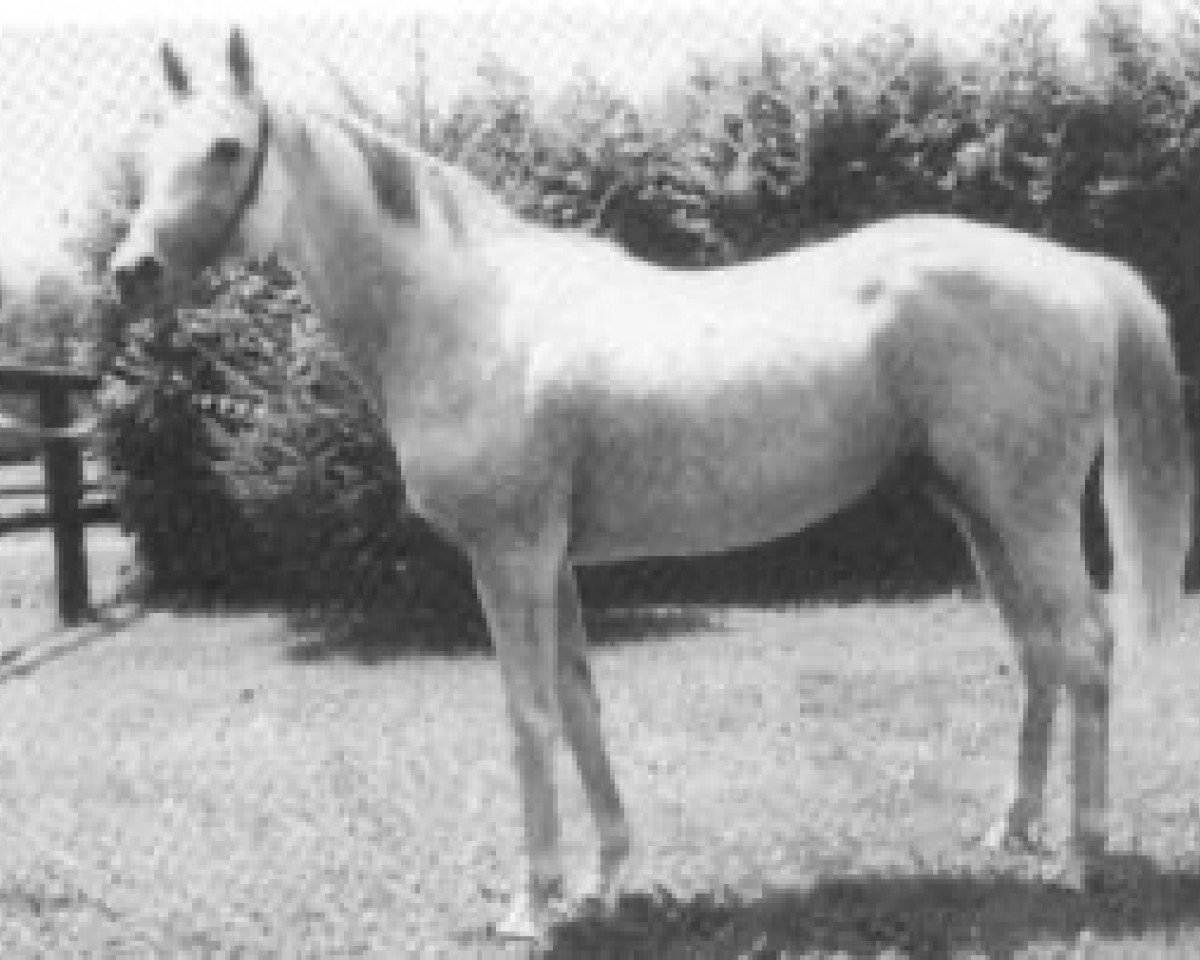 stallion Sissoo xx (Thoroughbred, 1972, from Sassafras xx)