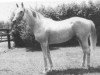 stallion Sissoo xx (Thoroughbred, 1972, from Sassafras xx)
