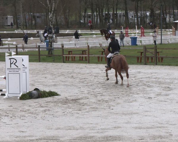 Reitturnier Westergellersen 2024