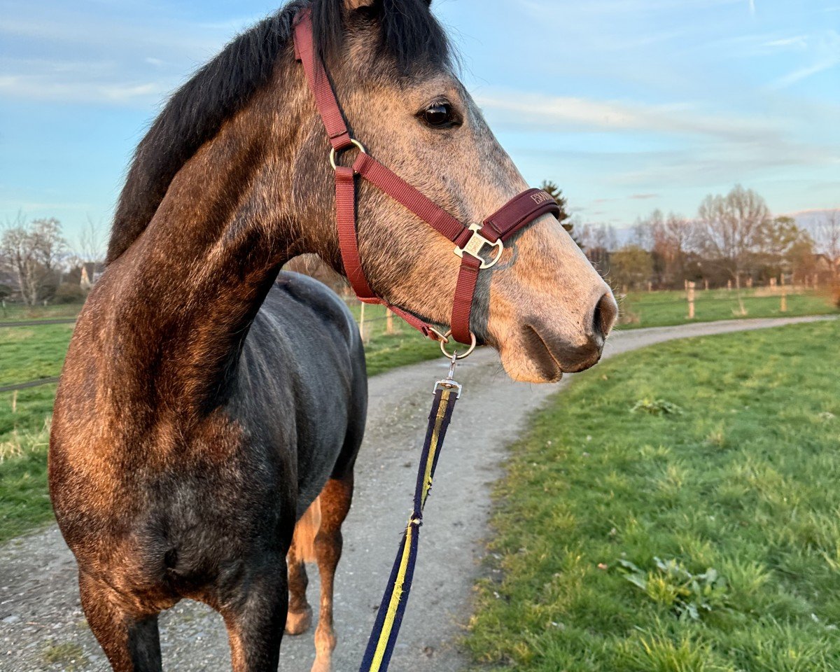 Springpferd Harvstsünn (Deutsches Sportpferd, 2020, von Hickstead White)