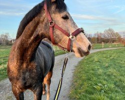 Springpferd Harvstsünn (Deutsches Sportpferd, 2020, von Hickstead White)