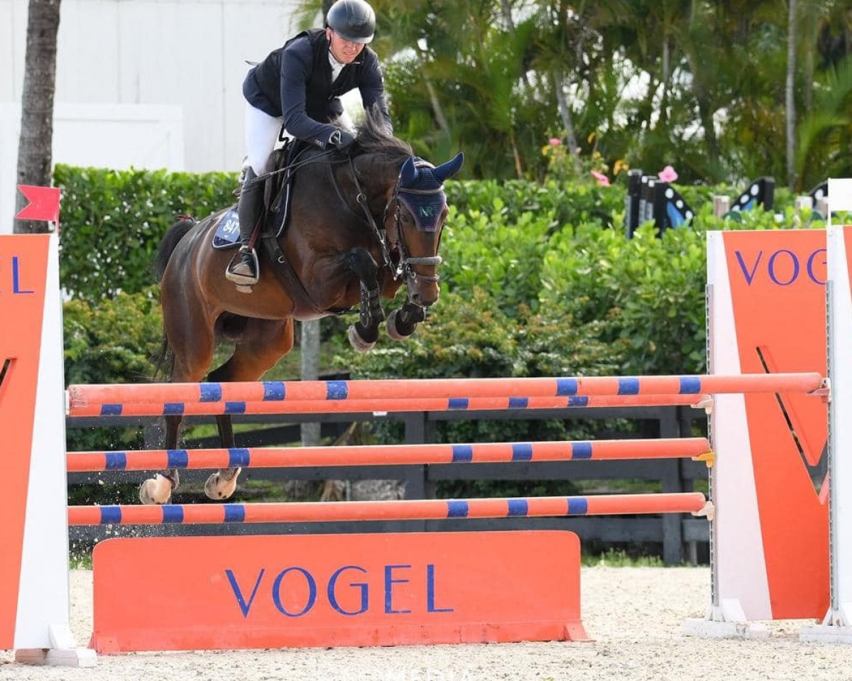 Springpferd Nefertiti Optima (Belgisches Warmblut, 2013, von Balou du Rouet)