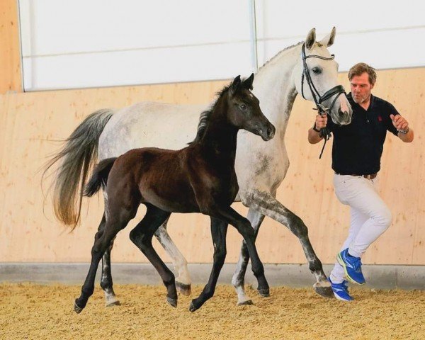 broodmare Dahlia Blanche (Hanoverian, 2013, from Dancier)