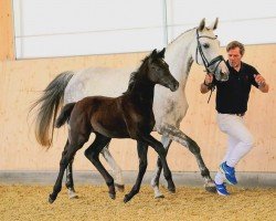 broodmare Dahlia Blanche (Hanoverian, 2013, from Dancier)