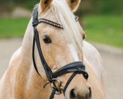 dressage horse Golden Power Boy (German Riding Pony, 2007, from FS Golden Moonlight)