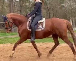 broodmare Die Prinzessin Sissi (Hanoverian, 2012, from De Niro)