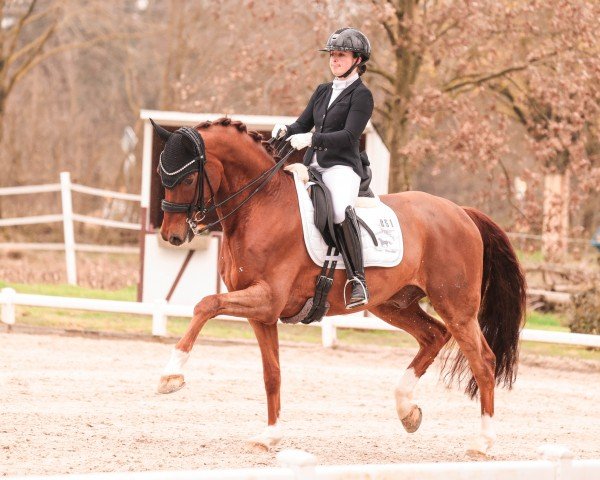 stallion Duracao (Hanoverian, 2013, from Dimaggio)
