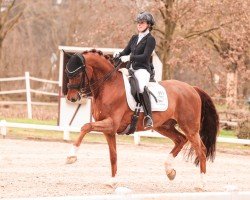 dressage horse Duracao (Hannoveraner, 2013, from Dimaggio)