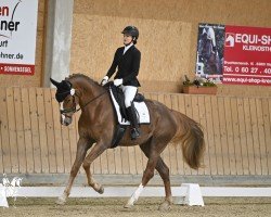 dressage horse Fliegende Köchin (Hanoverian, 2019, from Flashback 8)