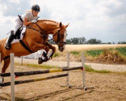 dressage horse Thereca (unknown,  )