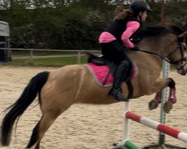 dressage horse Braghty Agness (Welsh-Pony (Section B), 2012)