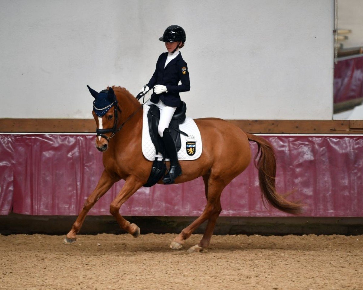broodmare Frisingas Hayley (German Riding Pony, 2011, from Buschhof)