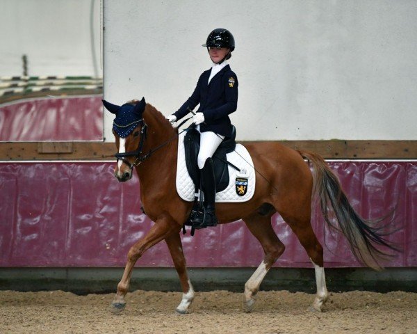 dressage horse Gin Tonic 169 (German Riding Pony, 2013, from Garfield)
