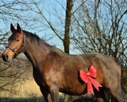 broodmare Picara (German Sport Horse, 2010, from Question D'Honneur B)