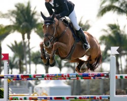 jumper Kennedy Z (Zangersheide riding horse, 2011, from Kashmir van't Schuttershof)