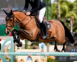 jumper Good Morning B (KWPN (Royal Dutch Sporthorse), 2011, from Eldorado vd Zeshoek Tn)