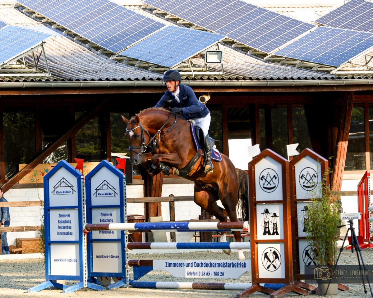 stallion Untouched Son JPS (Westphalian, 2019, from Untouched)