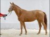 broodmare Chérie 5 (Westphalian, 2017, from C-Trenton Z)