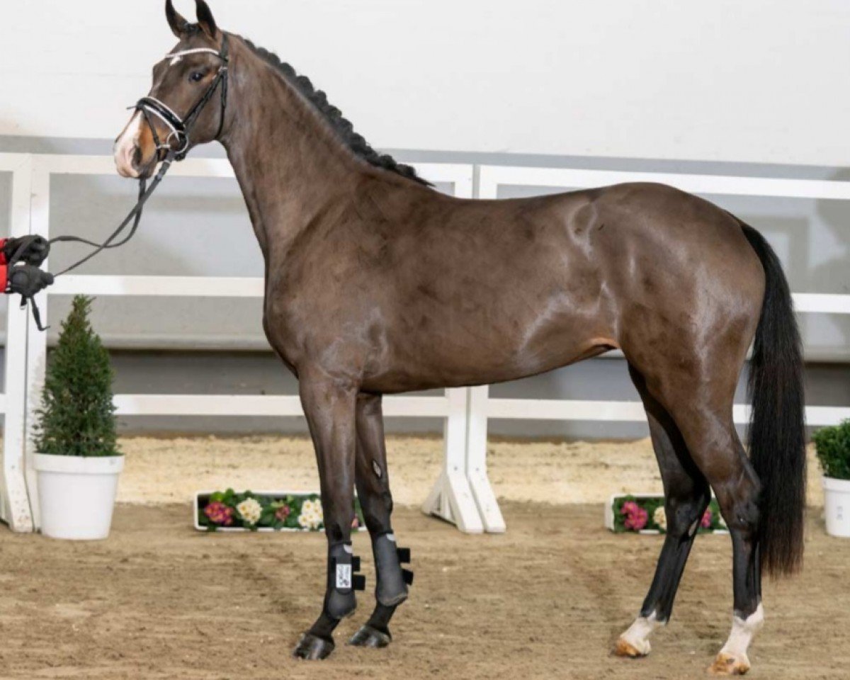 jumper Destiny 307 (Westphalian, 2018, from Deville 4)