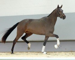 dressage horse Rock'n Rose (Westphalian, 2018, from Rock Forever NRW)