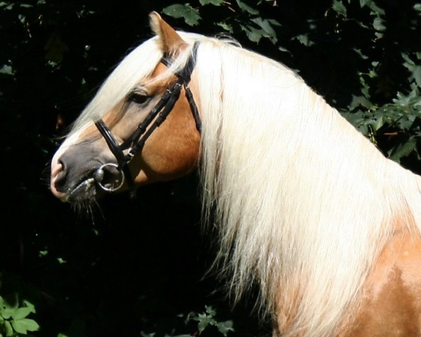 stallion Askhan HAH 28 (Haflinger, 2000, from Attila)