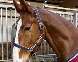 jumper Amber Jack D (German Sport Horse, 2017, from Aganix du Seigneur)