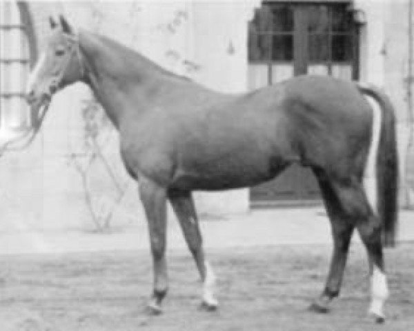 stallion Darwin xx (Thoroughbred, 1969, from Traffic xx)