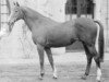 stallion Darwin xx (Thoroughbred, 1969, from Traffic xx)