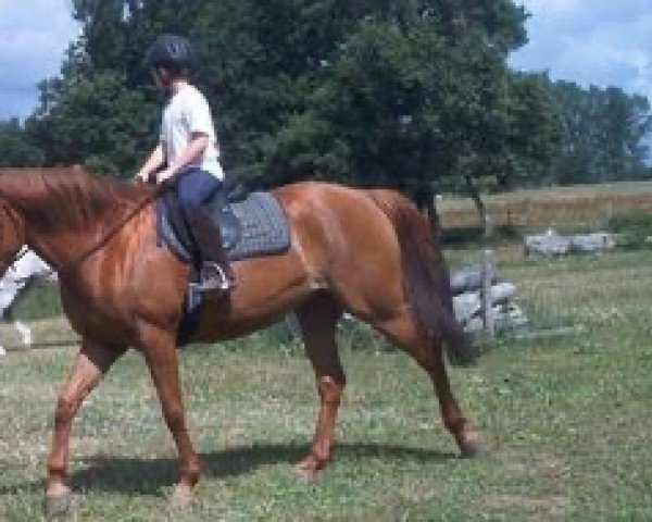 broodmare Elsa de Cabireaux (Selle Français, 1992, from Prince du Camp)