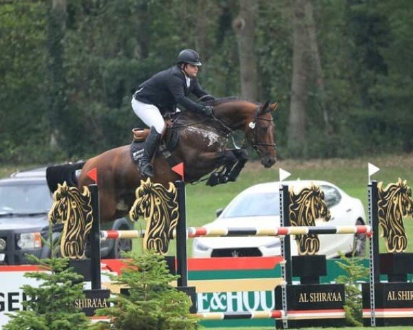 jumper Adonis vd Nosahoeve Z (Zangersheide riding horse, 2017, from Aganix du Seigneur)