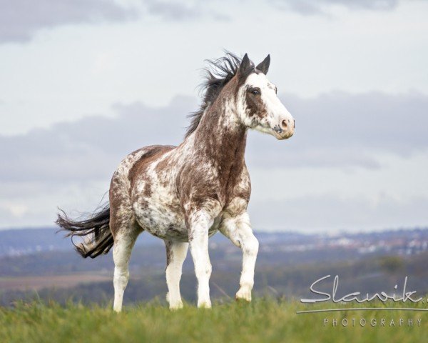 horse Corazón (Criollo, 2007, from Charabon)