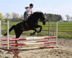 dressage horse Lennon 27 (Hanoverian, 2001, from Latimer)