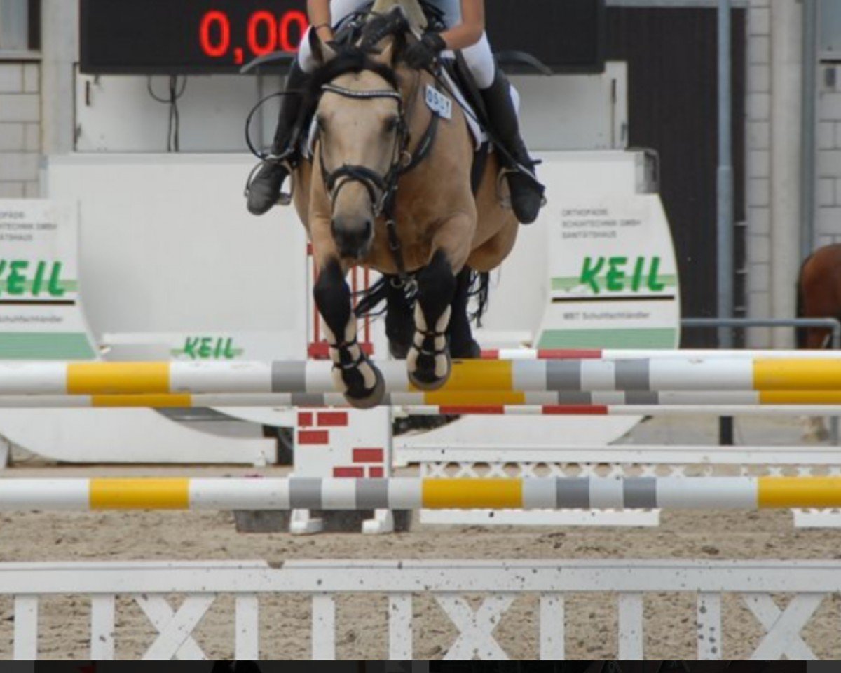stallion Emoe Berti (Connemara Pony,  , from Silver Cloud)