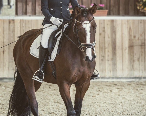 dressage horse Bibi Blocksberg 38 (Hanoverian, 2019, from Bob Marley 10)