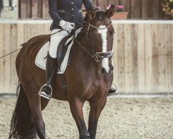 dressage horse Bibi Blocksberg 38 (Hanoverian, 2019, from Bob Marley 10)