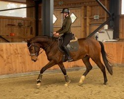 jumper Cayoxx (Hanoverian, 2021, from Caytens)