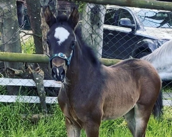 Springpferd Chokidoki (Deutsches Sportpferd, 2023, von Chubakko)