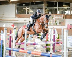 Springpferd Samba 208 (Belgisches Warmblut, 2018, von Aimar van het Polderhof)