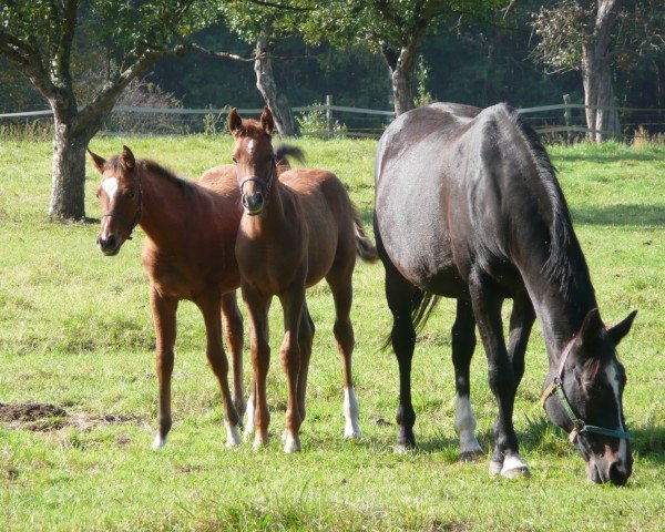 broodmare Venetia II (Trakehner, 1989, from Amiant xx)