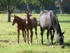 broodmare Venetia II (Trakehner, 1989, from Amiant xx)