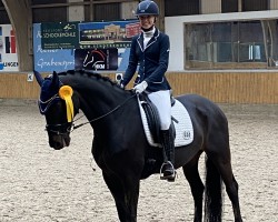 dressage horse High Finess (Oldenburg, 2007, from Hotline)