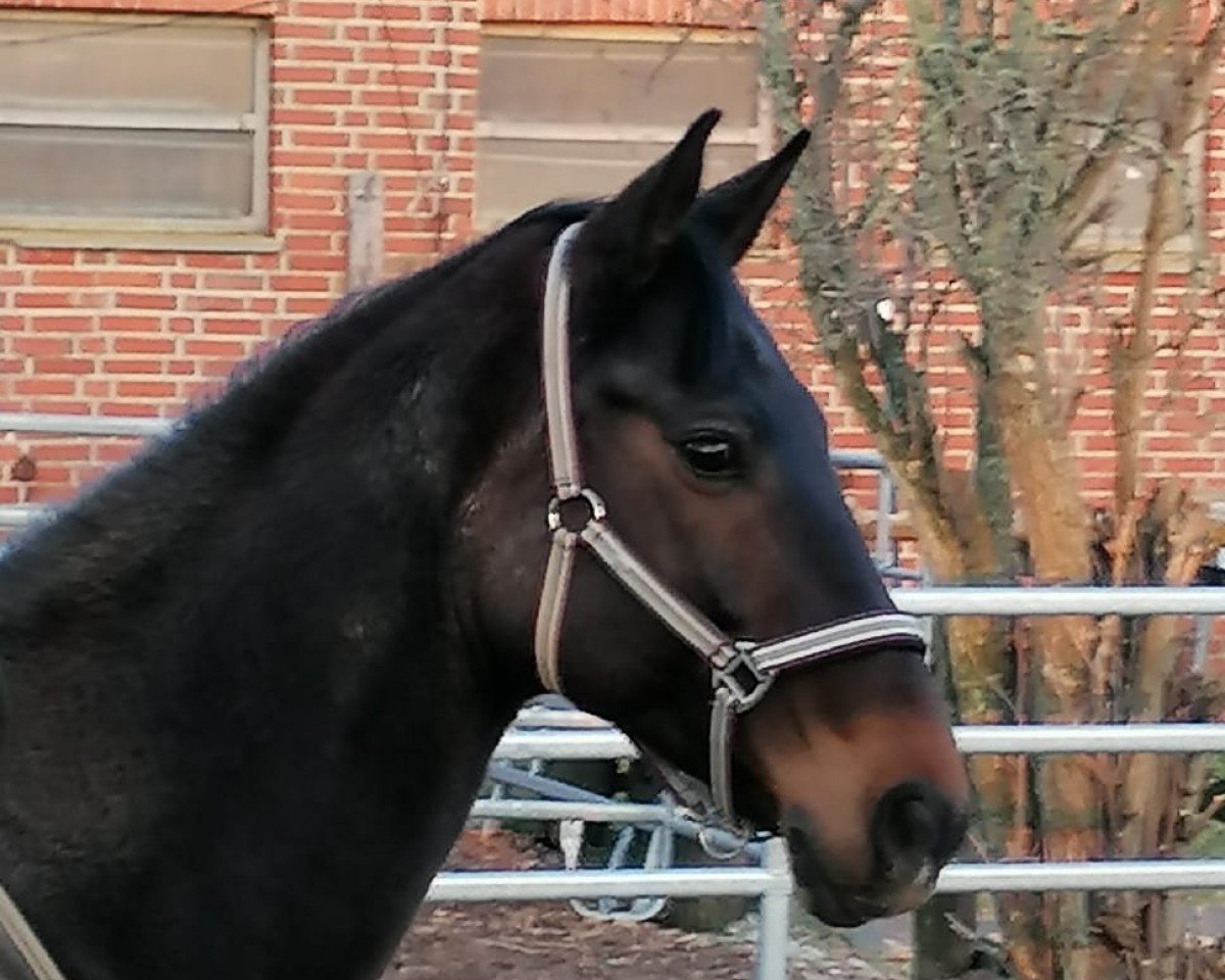 Dressurpferd Da Vinci 328 (Deutsches Reitpferd, 2013, von Don Girovanni)