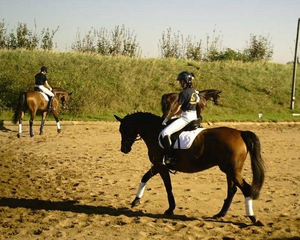 Pferd Himora (Trakehner, 2002, von Le Tigre AA)